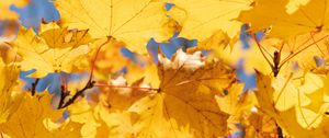 Preview wallpaper leaves, yellow, dry, autumn, maple