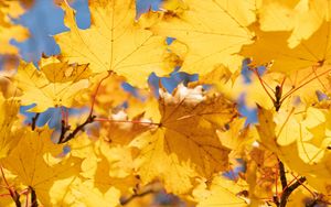 Preview wallpaper leaves, yellow, dry, autumn, maple