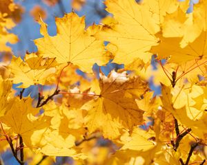 Preview wallpaper leaves, yellow, dry, autumn, maple