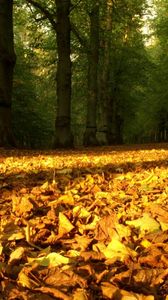 Preview wallpaper leaves, yellow, dry, wood, trees, earth, autumn