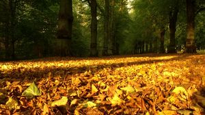 Preview wallpaper leaves, yellow, dry, wood, trees, earth, autumn