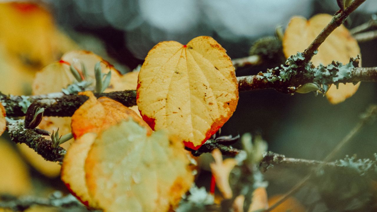 Wallpaper leaves, yellow, macro, branch, autumn