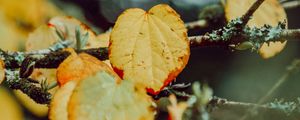 Preview wallpaper leaves, yellow, macro, branch, autumn