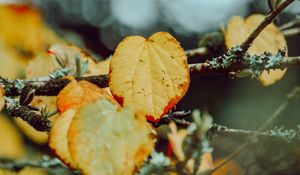 Preview wallpaper leaves, yellow, macro, branch, autumn