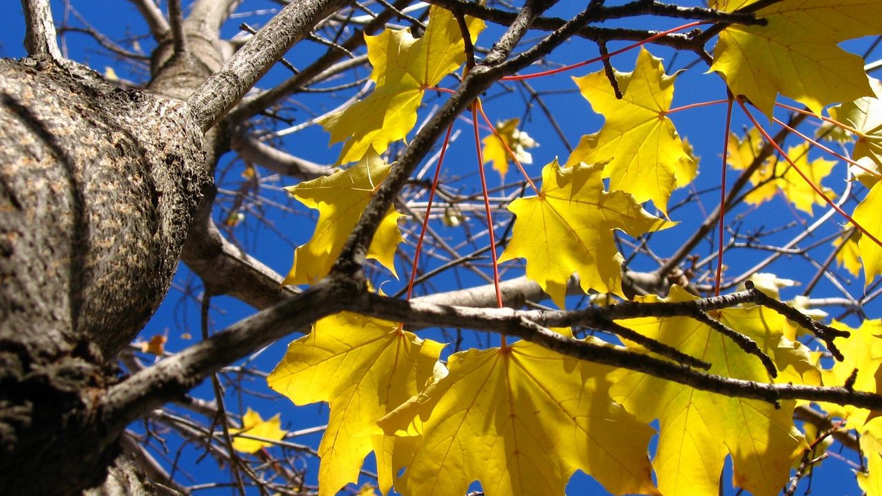 Wallpaper leaves, yellow, maple, a tree, trunk, branches