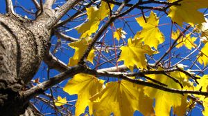 Preview wallpaper leaves, yellow, maple, a tree, trunk, branches