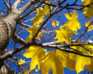 Preview wallpaper leaves, yellow, maple, a tree, trunk, branches