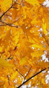 Preview wallpaper leaves, yellow, october, autumn