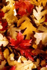 Preview wallpaper leaves, yellow, red, oak, maple, autumn