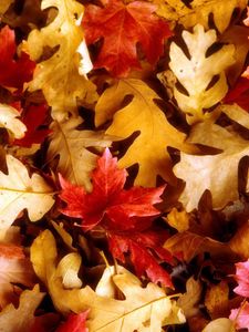 Preview wallpaper leaves, yellow, red, oak, maple, autumn