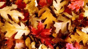 Preview wallpaper leaves, yellow, red, oak, maple, autumn