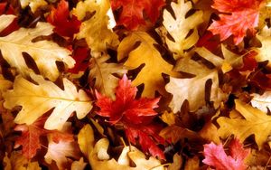 Preview wallpaper leaves, yellow, red, oak, maple, autumn