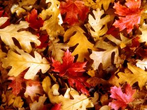 Preview wallpaper leaves, yellow, red, oak, maple, autumn