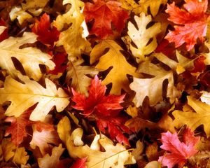 Preview wallpaper leaves, yellow, red, oak, maple, autumn