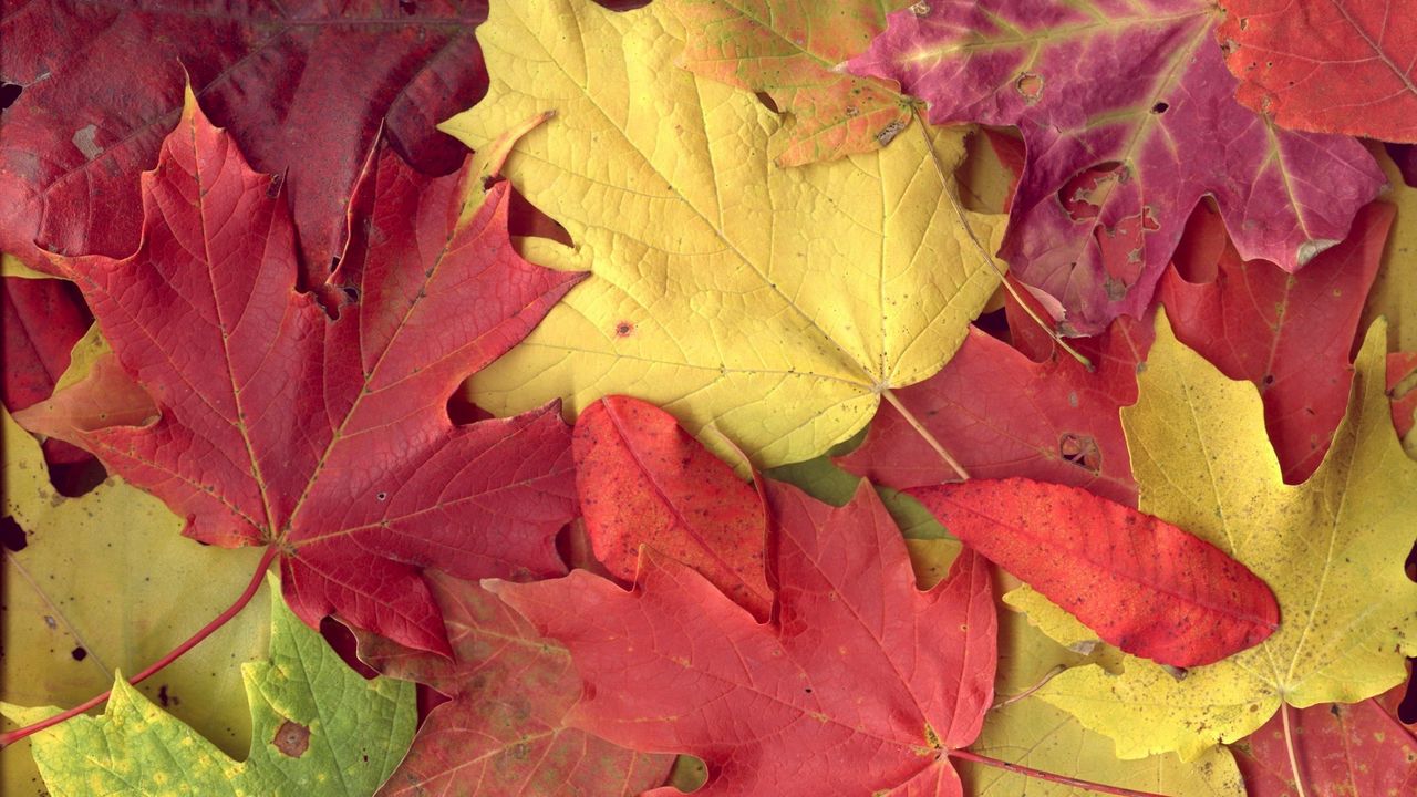 Wallpaper leaves, yellow, red, autumn, maple, veins