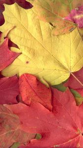 Preview wallpaper leaves, yellow, red, autumn, maple, veins