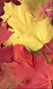 Preview wallpaper leaves, yellow, red, autumn, maple, veins