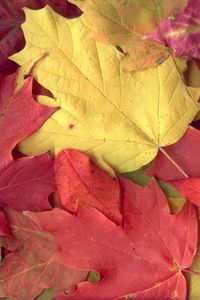 Preview wallpaper leaves, yellow, red, autumn, maple, veins