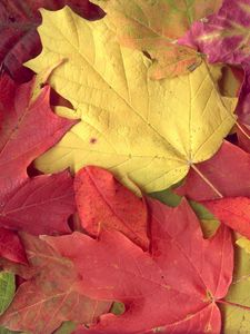 Preview wallpaper leaves, yellow, red, autumn, maple, veins