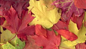 Preview wallpaper leaves, yellow, red, autumn, maple, veins