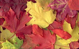 Preview wallpaper leaves, yellow, red, autumn, maple, veins