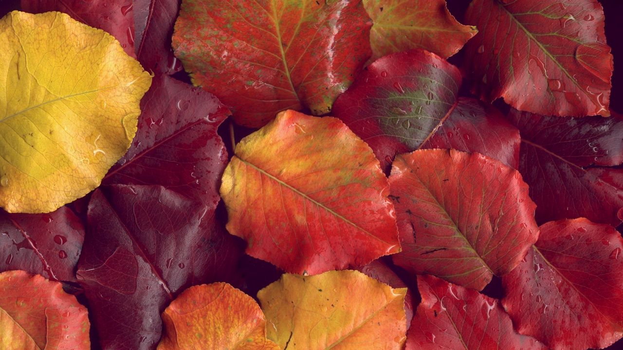 Wallpaper leaves, yellow, red, autumn, after a rain