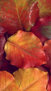 Preview wallpaper leaves, yellow, red, autumn, after a rain