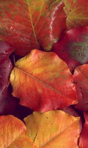 Preview wallpaper leaves, yellow, red, autumn, after a rain