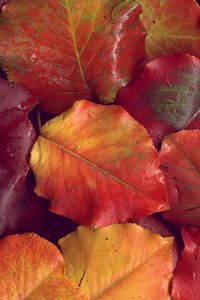 Preview wallpaper leaves, yellow, red, autumn, after a rain