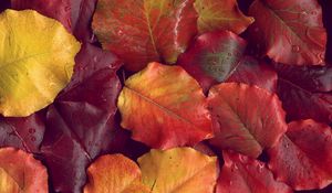 Preview wallpaper leaves, yellow, red, autumn, after a rain