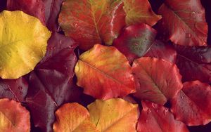 Preview wallpaper leaves, yellow, red, autumn, after a rain