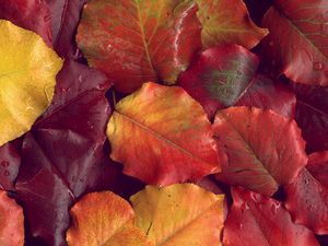 Preview wallpaper leaves, yellow, red, autumn, after a rain