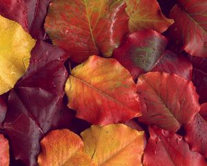 Preview wallpaper leaves, yellow, red, autumn, after a rain