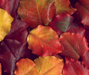 Preview wallpaper leaves, yellow, red, autumn, after a rain