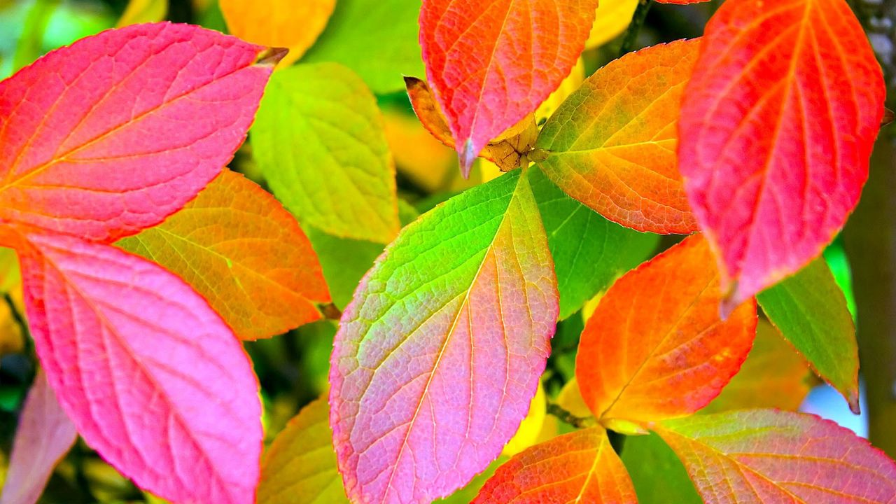 Wallpaper leaves, yellow, red, green, colors, palette
