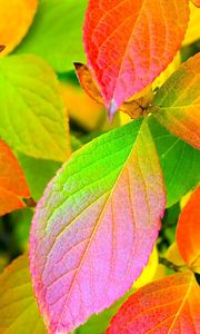 Preview wallpaper leaves, yellow, red, green, colors, palette