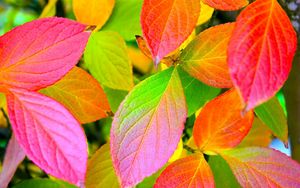 Preview wallpaper leaves, yellow, red, green, colors, palette