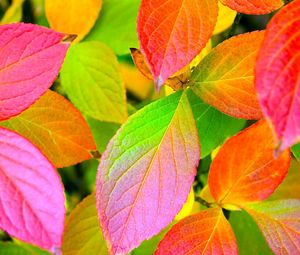 Preview wallpaper leaves, yellow, red, green, colors, palette