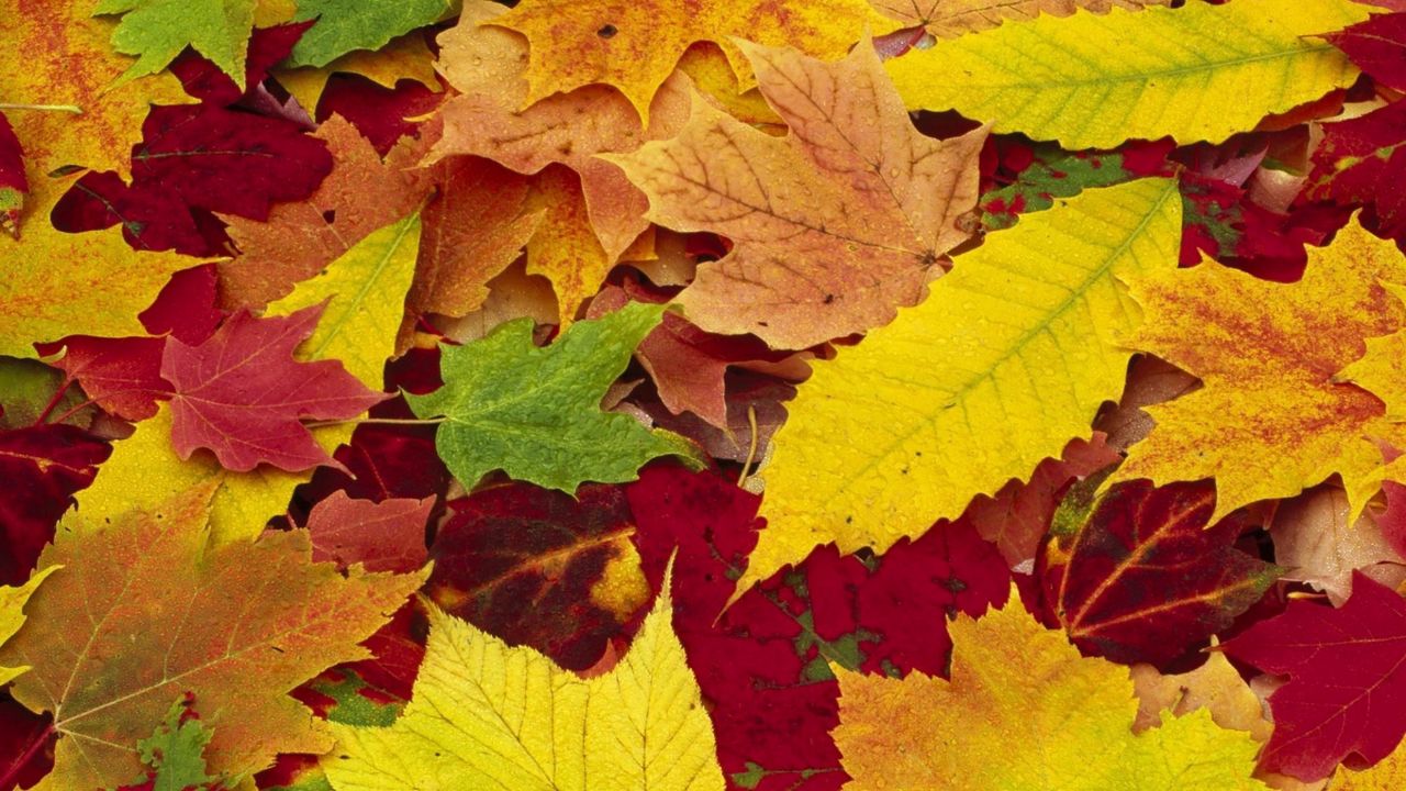 Wallpaper leaves, yellow, red, green, colors, allsorts, palette, autumn