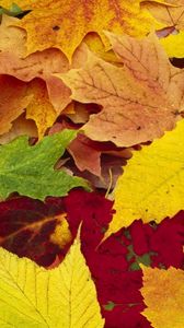 Preview wallpaper leaves, yellow, red, green, colors, allsorts, palette, autumn