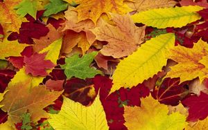 Preview wallpaper leaves, yellow, red, green, colors, allsorts, palette, autumn