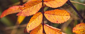 Preview wallpaper leaves, yellow, wet, drops, macro