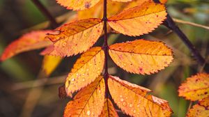 Preview wallpaper leaves, yellow, wet, drops, macro