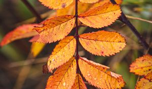 Preview wallpaper leaves, yellow, wet, drops, macro