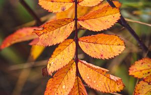 Preview wallpaper leaves, yellow, wet, drops, macro