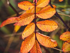 Preview wallpaper leaves, yellow, wet, drops, macro