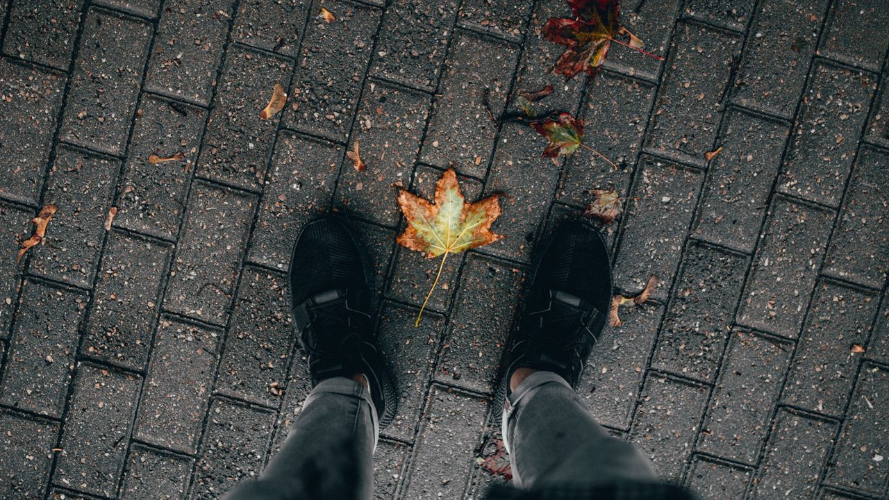 Wallpaper Legs Paving Stones Leaves Dry Autumn Hd Picture Image