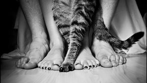 Preview wallpaper legs, people, cat, family