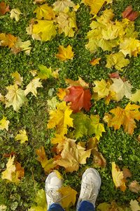 Preview wallpaper legs, sneakers, autumn, maple, leaves, grass