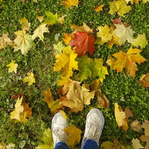 Preview wallpaper legs, sneakers, autumn, maple, leaves, grass